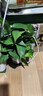 双盟绿萝盆栽除甲醛花卉绿植办公室新房净化空气 120款10盆源头直发 实拍图