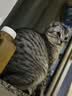 凯锐思猫粮幼猫猫粮1-12月奶糕助力免疫鲜肉冻干双拼幼猫粮 【4-12月助力免疫】经典鱼肉味 10kg（送30支猫条） 实拍图