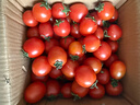 京喜加夏日阳光小番茄黄色迷恋圣女果即食水果小柿子现摘现发减肥 黄色圣女果五斤装 实拍图