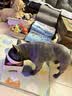 日式宠物狗狗猫斜口防滑陶瓷食盆架法斗碗狗碗食盆大号大型犬用品 L-白色碗粉垫餐桌套装 实拍图