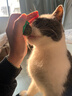 欢宠网猫薄荷球猫玩具猫咪磨牙自嗨解闷神器耐咬逗猫棒猫猫小猫幼猫宠物 实拍图