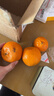 云南蜜橘 新鲜无籽薄皮桔子水果橘子橙子小青柠金桔沃柑小青柑 带箱1斤（55mm起） 实拍图