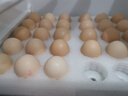 1号会员店可生食鸡蛋30枚净重3.6斤精选大码蛋礼盒装 源头直发 实拍图