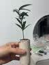 开时果 竹柏小盆景中式创意竹子盆栽 办公室好养桌面植物源头直发包邮 竹柏（白圆筒瓷盆+黑石） 实拍图