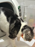 小佩智能全自动猫砂盆可视猫厕所MAX PRO2电动铲屎一键换砂开放式隔臭 实拍图