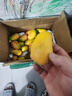集南鲜 越南青玉芒果 芒果当季大青皮黄皮大芒果新鲜水果整箱 含箱10斤 单果250g起  净重9斤 实拍图