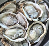 老蟹将 鲜活乳山生蚝 生态水域现捞牡蛎特大刺身级品质烧烤食材年货送礼 3XL 4斤(包活到家) 实拍图