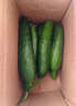 新鲜水果黄瓜现摘现发早餐减肥生吃无刺小黄瓜当季新鲜蔬菜即食 水果黄瓜 500g 带箱 活动款 实拍图