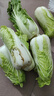 云南高原黄心娃娃菜大白菜新鲜蔬菜包心菜黄心白菜脆甜 新鲜娃娃菜4斤 实拍图