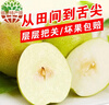 香凝梨园 山西隰县玉露香梨 临汾馆精品水果生鲜梨隰县特产礼盒装 12颗大果约9斤 实拍图