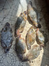 梭子蟹鲜活特大野生舟山大螃蟹海鲜新鲜冷冻海蟹水产飞蟹白蟹顺丰 7-9两/只 【净重5斤特大梭子蟹】 实拍图