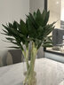 花翁水培绿植物招财转运室内水养花卉盆栽文昌竹4支(50-60cm)源头直发 实拍图