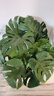 叹为观止大型植物发财树各种大颗盆栽开业乔迁客厅办公室内好养大型花卉 龟背竹【1-1.2米】 含盆 实拍图