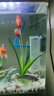 森森鱼缸过滤器三合一内置小型水族箱过滤系统增氧泵XQP-1000F 15W 实拍图
