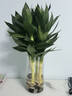 花翁水培绿植物招财转运室内水养花卉盆栽文昌竹4支(50-60cm)源头直发 实拍图