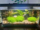 米家（MIJIA）小米米家智能生态鱼缸还原自然生态补仓一次三月无忧出差旅行必备 实拍图