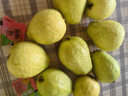 京觅福建芭乐 白心芭乐 土番石榴单果150g 4.5斤装 实拍图