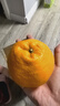 京鲜生 四川春见耙耙柑 净重5斤 单果220g起 生鲜水果柑橘桔子年货礼盒 实拍图