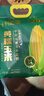 十月稻田 四平黄甜糯玉米 8根 3.52斤 东北黏玉米棒 真空包装 非转基因 实拍图