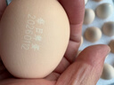 京鲜生【每日鲜蛋】无抗谷物鸡蛋30枚 3.18斤 当日产蛋 当日发货 实拍图