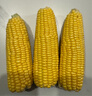 滇味十足（DIANWEISHIZU）水果玉米甜玉米云南金银双色新鲜甜嫩水果玉米棒鲜玉米茄果瓜 金银双色 【精选5斤】（净重 约5-9根） 实拍图