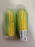 【炖煮季】黄粒甜玉米约800g 实拍图