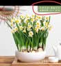 花翁漳州水仙花种球盆栽水养花卉绿植室内冬季水培植物带花苞源头直发 实拍图