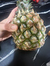 正宗海南金钻凤梨新鲜水果当季树上熟芒果凤梨【催熟食用】 1粒装中果 单果1.3-1.7斤 实拍图