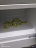 新飞冰箱小型租房用 一级能效冷 藏冷冻两用1-2人家用小冰箱 出租房双门电冰箱办公室两门 26年升级 86A138LS一级能效【高性价比】银 实拍图