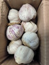 紫白皮蒜水果大蒜超市即食生鲜蔬菜大蒜 【优选】带箱 1斤 单果3.5-5cm 实拍图