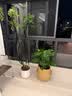 植男植女老桩龟背竹大盆栽客厅室内大型大叶北欧绿植办公室新房源头直发 实拍图