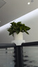 双盟绿萝盆栽除甲醛花卉绿植办公室新房净化空气110竖纹盆8盆源头直发 实拍图