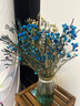 【澳洲腊梅】年宵花鲜切花家用水养插花云南直发鲜花束花期长真花 蓝色腊梅1扎（约200g）【吸色】 实拍图