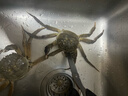【活蟹】蟹宗鲜活大闸蟹公4-4.3母3.0-3.3两5对10只水产螃蟹生鲜鲜活海鲜礼盒节日送礼 实拍图