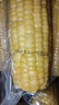 京鲜生东北黄糯玉米200g*3棒 新鲜甜糯玉米棒真空包装粘玉米  源头直发 实拍图