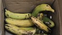 广东超甜香蕉青香蕉发货放熟吃雯婷新鲜水果 带箱2斤 实拍图