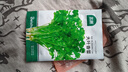 北蔬香菜种子苗老品种四季盆栽大叶芫荽阳台菜籽 大叶香菜籽种子600粒 实拍图