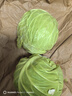 京鲜生山东新鲜绿甘蓝净重3斤单果200g+卷心菜甘蓝新鲜蔬菜 源头直发 实拍图