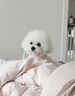雪貂留香狗狗护毛素宠物猫咪香波泰迪比熊清洁驱虫除虫止痒浴液柔顺护毛素 实拍图
