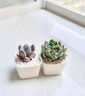 苏墨的墨多肉植物室内小盆栽办公室内桌面仙人球幼儿园花卉绿植仙人掌礼物 白方瓷盆+随机1颗多肉+土+铺面石 晒单实拍图