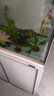 疯狂水草鱼缸水草植物直接入缸火山石鱼缸造景套餐20-40cm缸源头直发包邮a 实拍图