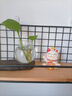 京东鲜花招财猫水培花瓶家居客厅装饰品办公桌面工位摆件水养器皿花盆摆设 实拍图