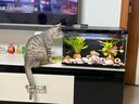 米家（MIJIA）小米米家智能生态鱼缸还原自然生态补仓一次三月无忧出差旅行必备 实拍图
