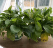 双盟 绿萝盆栽除甲醛花卉绿植办公室新房净化空气110款10盆装源头直发 实拍图