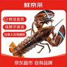 鲜京采【保鲜不保活】鲜活波士顿龙虾 净重450-550g/只 生鲜源头直发 实拍图
