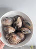 鲜京采 鲜活大文蛤 净重3斤 每斤约20只 蛤蜊生鲜海鲜 连云港源头直发 实拍图