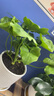 年宵花春节特价龙鳞春羽水培植物绿萝盆栽花卉富贵竹龟背竹天堂鸟 精品春羽20-25cm【2棵】送营养液 实拍图