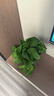 双盟绿萝盆栽除甲醛花卉绿植办公室新房净化空气180加仑4盆装源头直发 实拍图