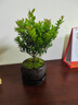 八芽 小叶赤楠盆景摆件室内绿植花卉盆栽老桩客厅办公室桌面好养植物 （【热销款】舍得紫砂盆赤楠+苔藓+底座） 实拍图