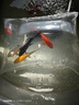中国红冷水淡水观赏鱼锦鲤鱼活鱼金鱼小型好养红鲤鱼纯种小锦鲤 10-12cm长黑白黄红各一条 实拍图
